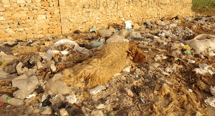 Professional Veterinary Waste Disposal Services