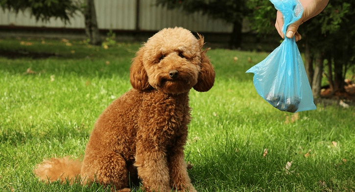 What Is Veterinary Waste Disposal