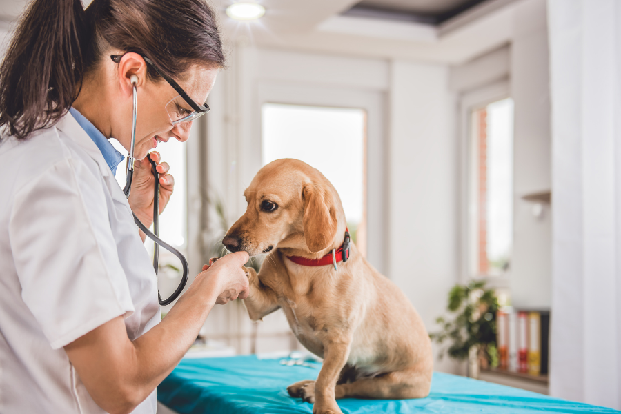Types of Waste Veterinary Clinics Must Separate